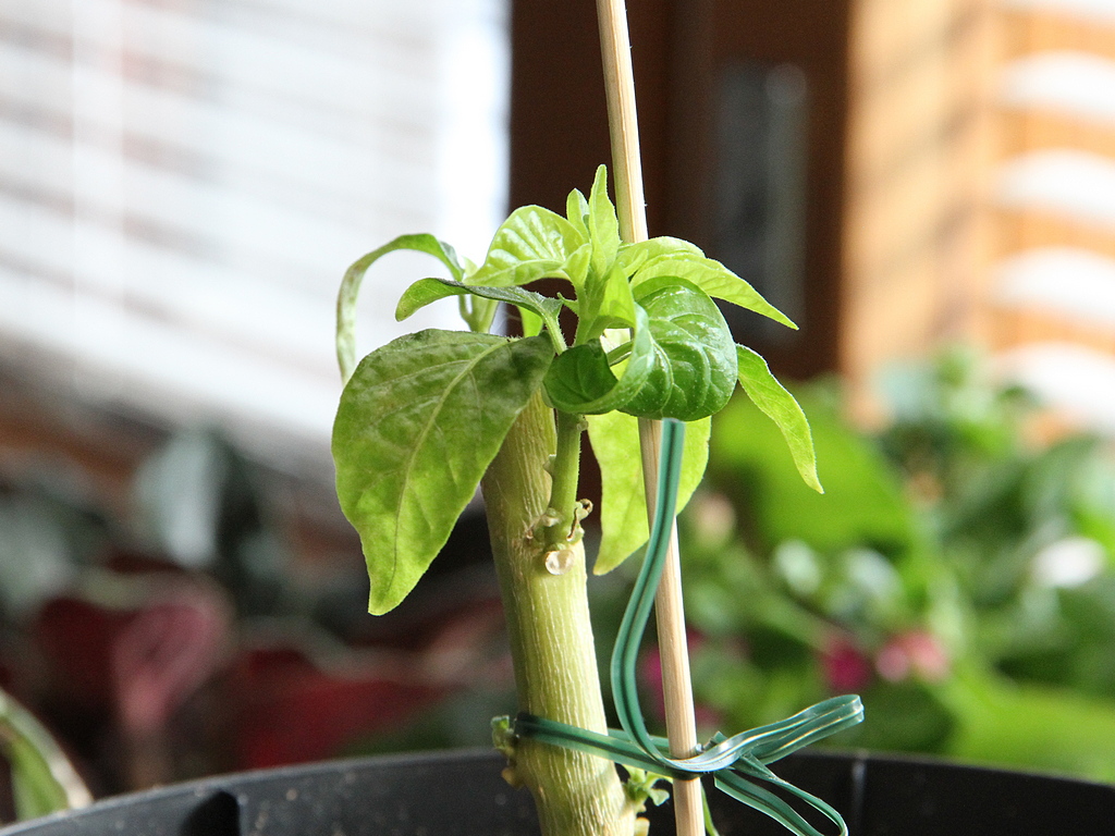 7DTS0720.JPG - Scotch Bonnet MOA