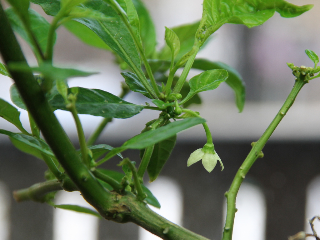 7DTS0743.JPG - Red Habanero